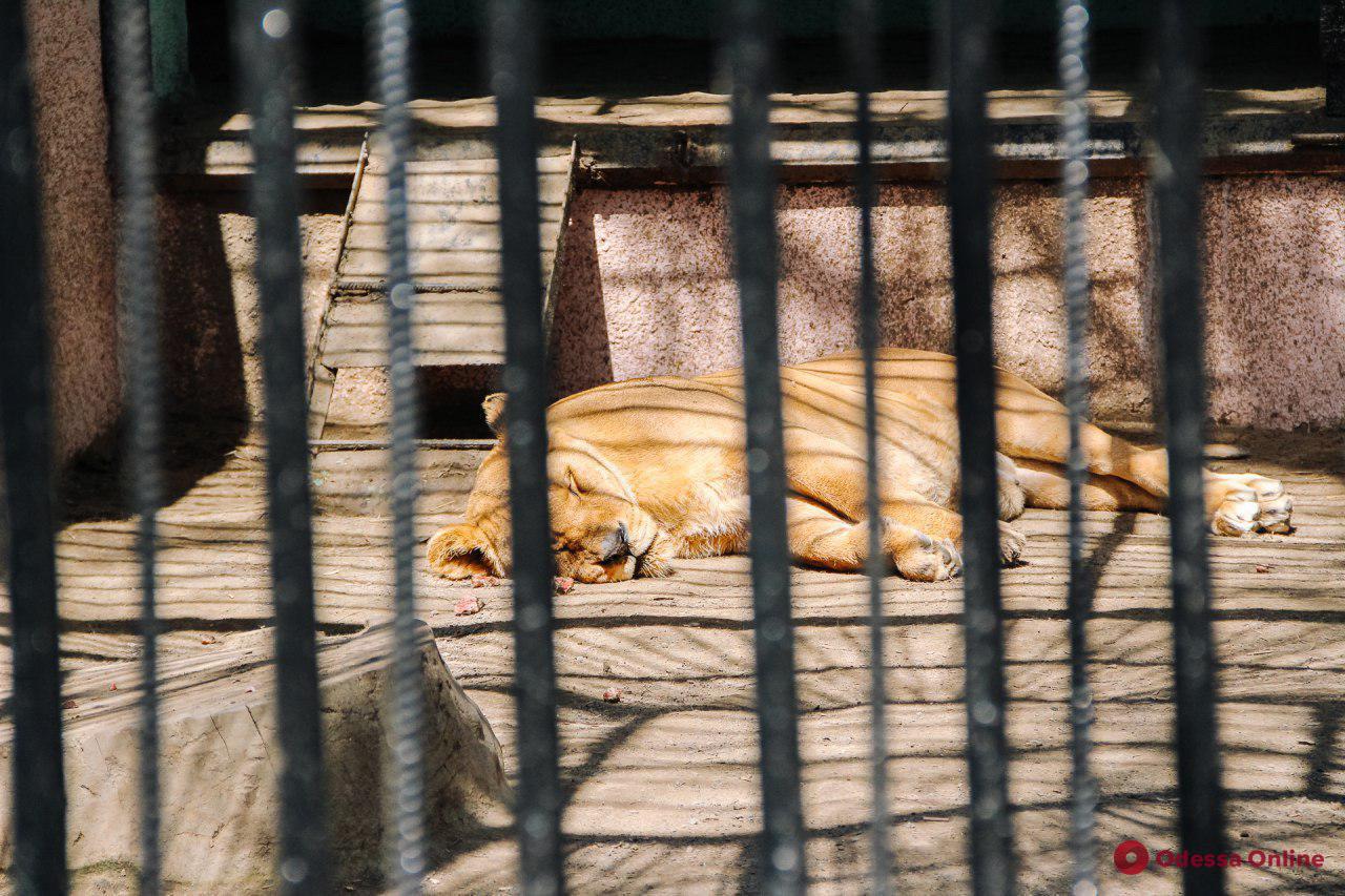 Весенний день в Одесском зоопарке (фоторепортаж)