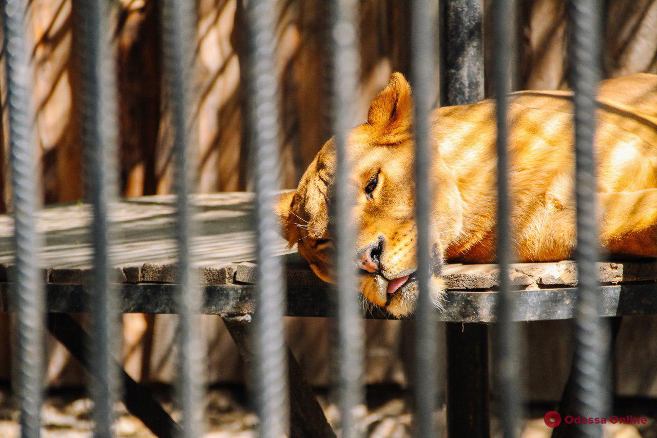 Весенний день в Одесском зоопарке (фоторепортаж)