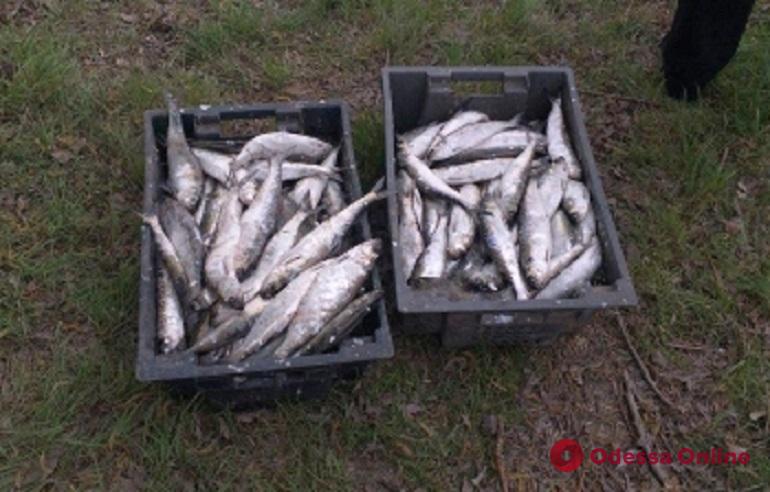 В Одесской области браконьеры порыбачили на 32 тысячи