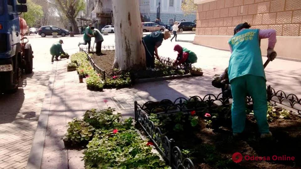 В Одессе начали высаживать летние цветы
