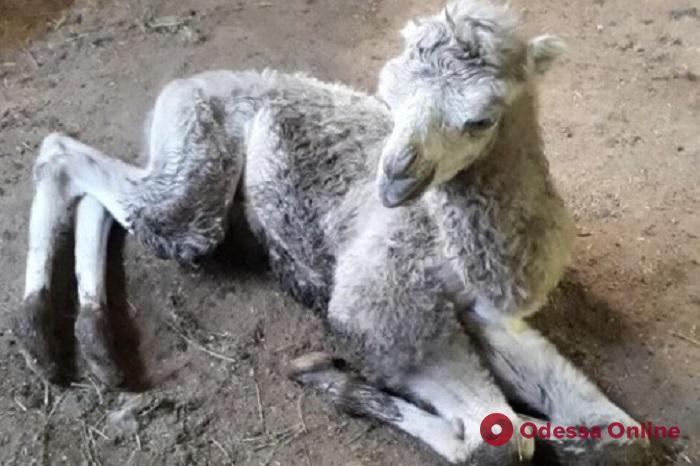 В Одесском зоопарке у пары верблюдов родился детеныш