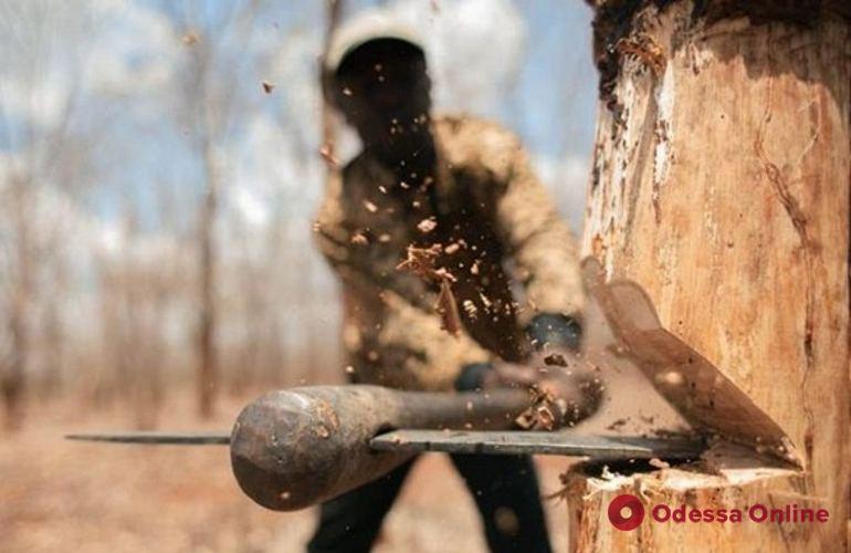 Жителей Одесской области избили за попытку спасти деревья