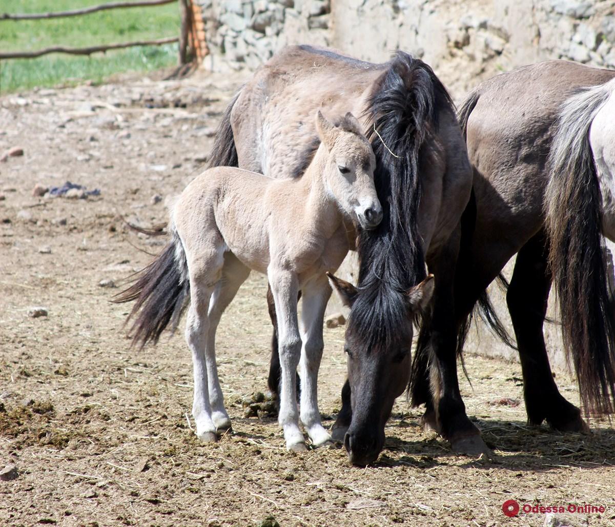 В Одесской области привезенные из Латвии дикие лошади дали первое потомство