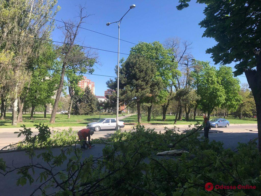 На проспекте Гагарина упавшее дерево повредило троллейбусные провода