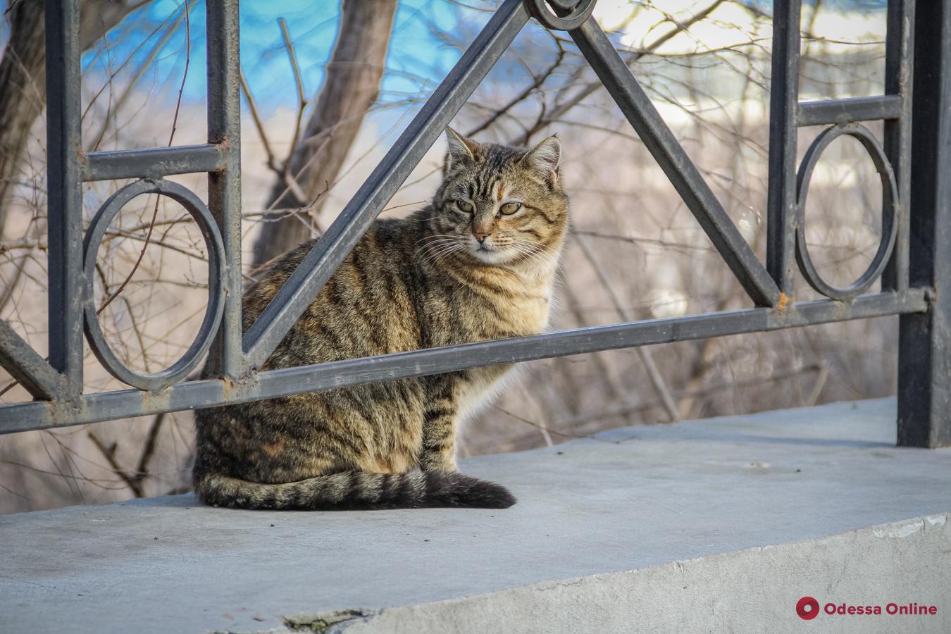 Одесские коты готовятся к лету (фоторепортаж)