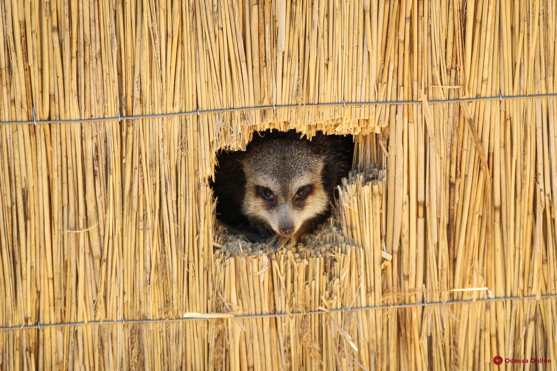 В Одесском зоопарке сурикаты отмечали новоселье