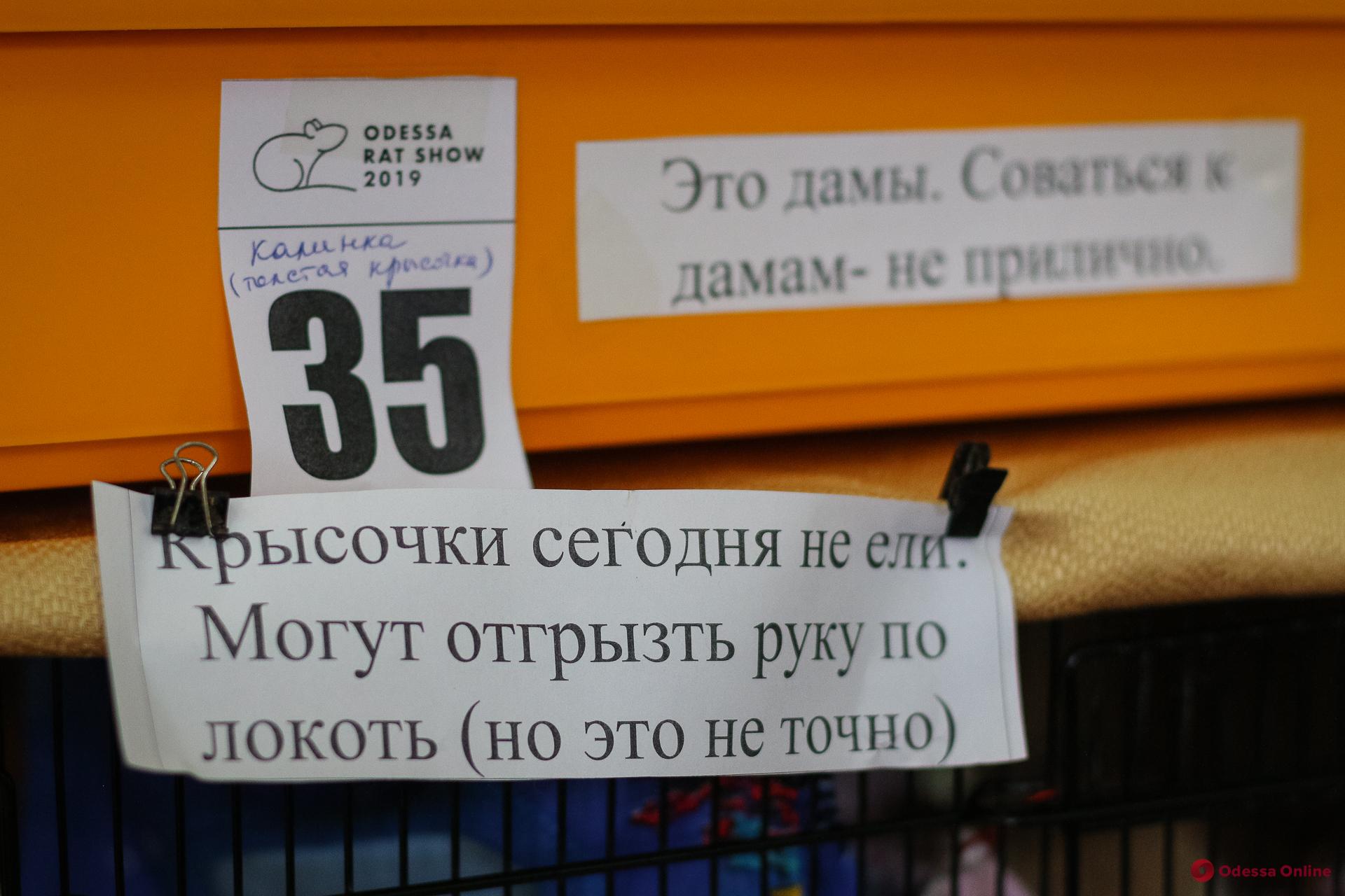 В Одессе прошла выставка декоративных крыс (фоторепортаж)