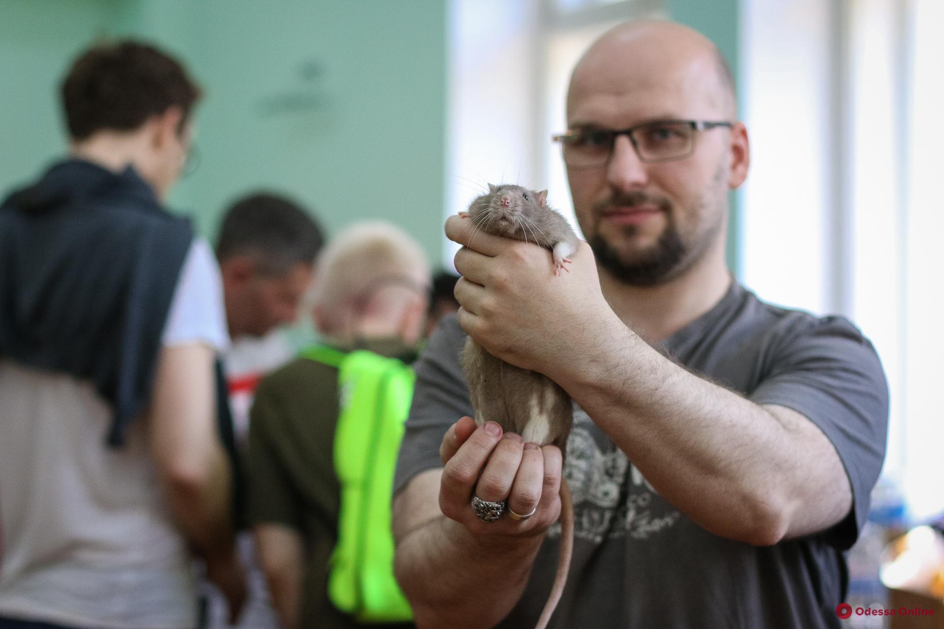 В Одессе прошла выставка декоративных крыс (фоторепортаж)