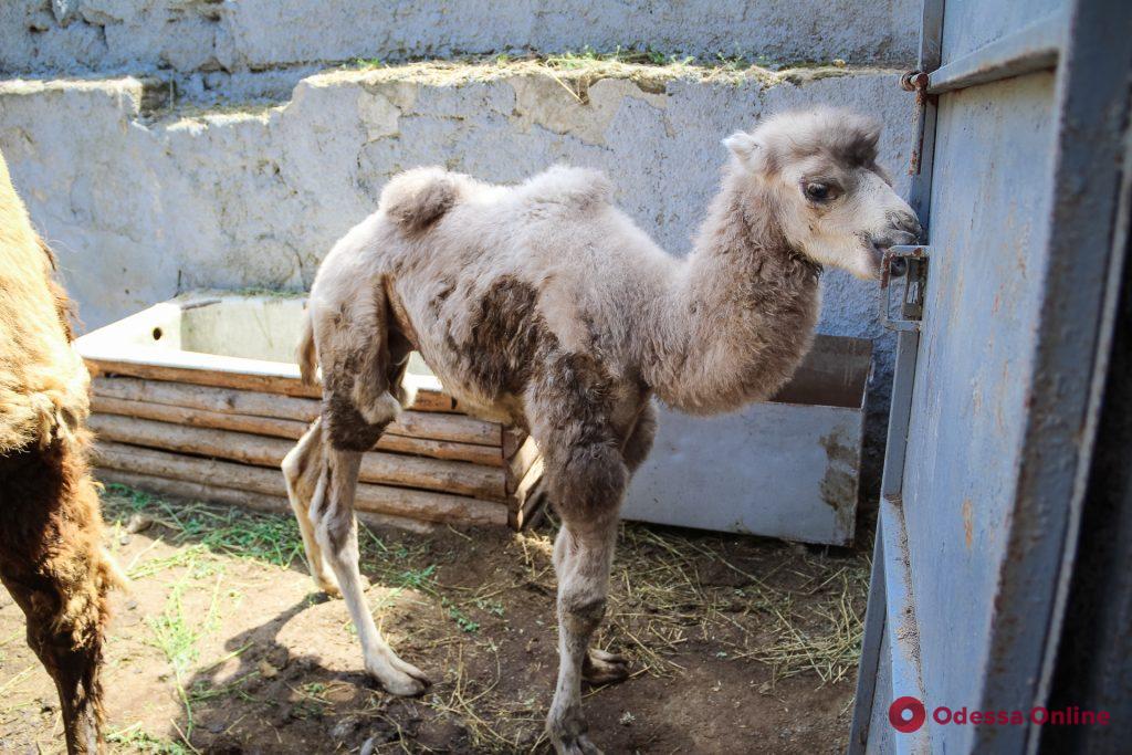 Верблюд, носухи и антилопы нильгау: в Одесском зоопарке — пополнение (фоторепортаж)