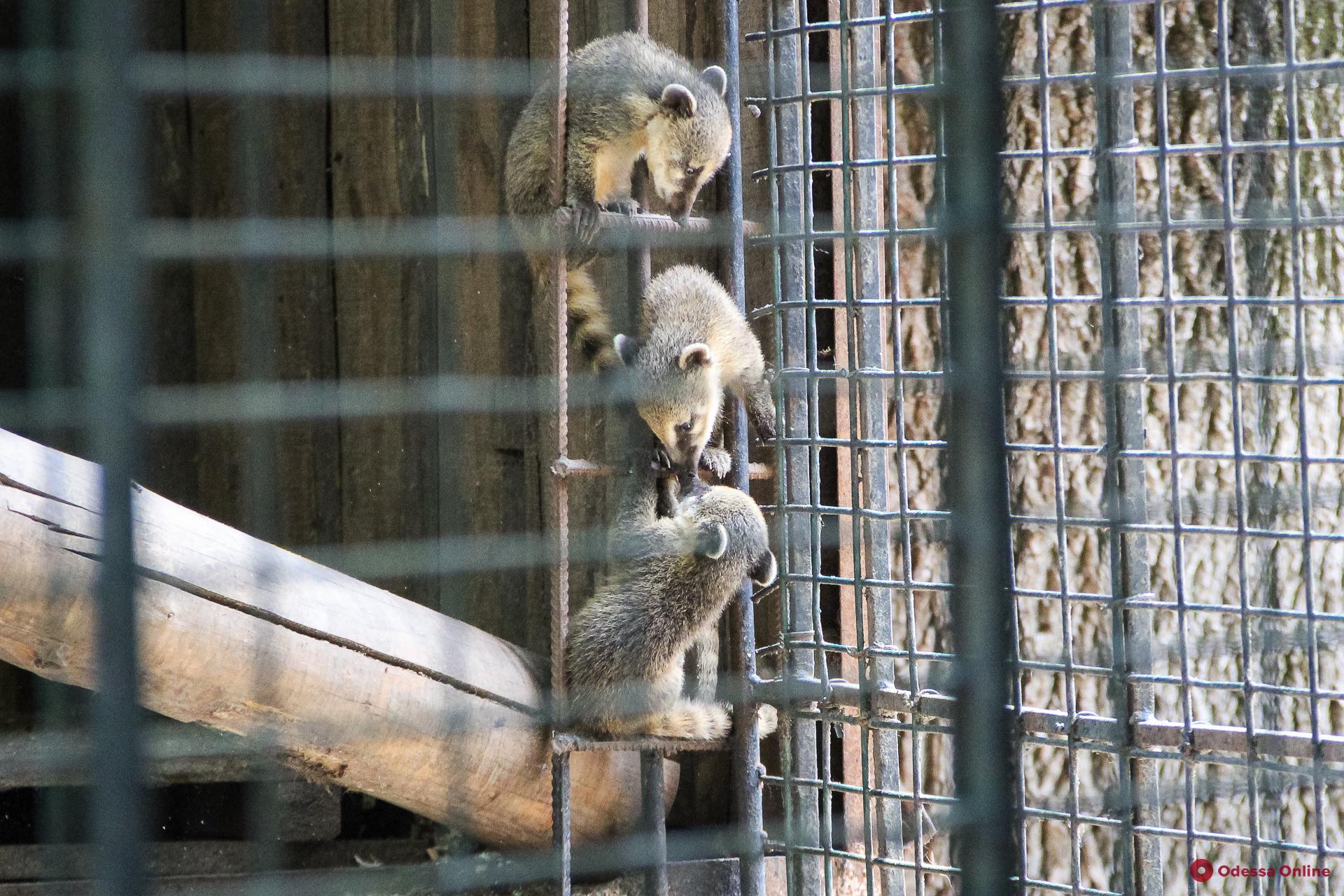 Величайшие истории побегов из одесского зоопарка