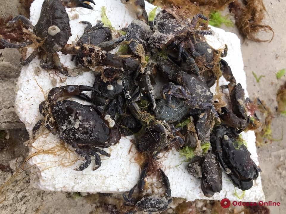 На одесский пляж выбросило десятки живых крабов (фотофакт)
