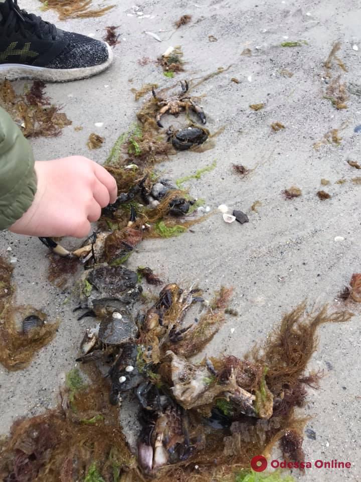 На одесский пляж выбросило десятки живых крабов (фотофакт)