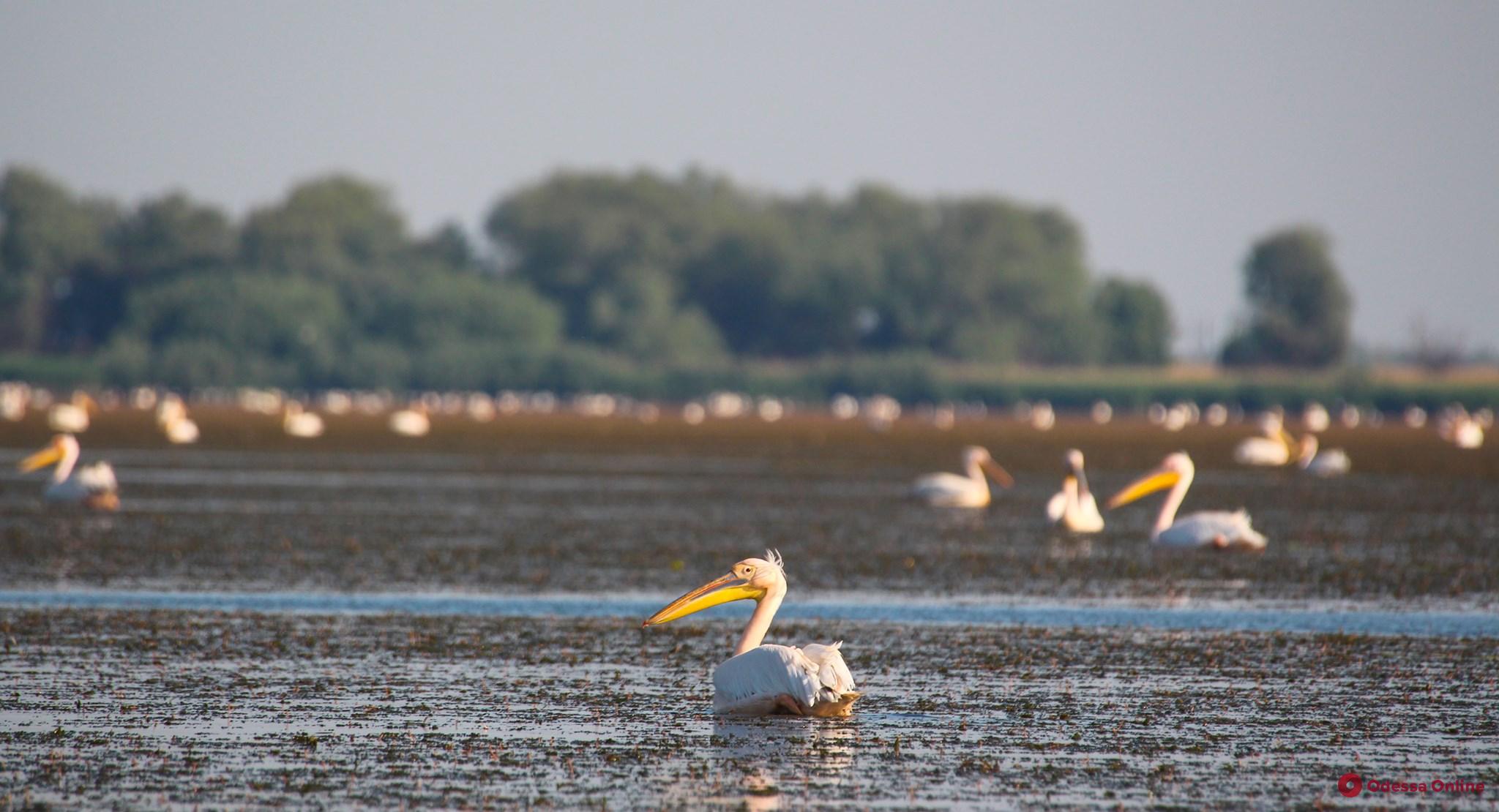 На Днестровском лимане замечены более 3 тысяч пеликанов (фото)
