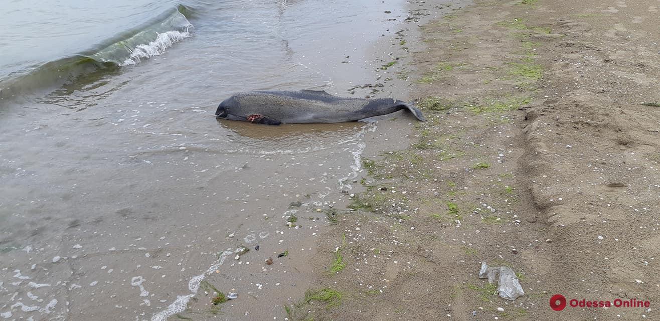 На одесский пляж выбросило мертвого дельфиненка