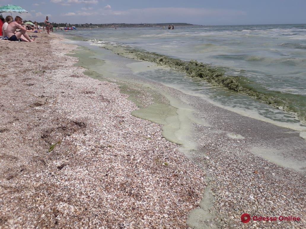 Одесса: эксперты назвали причины «зеленого моря»