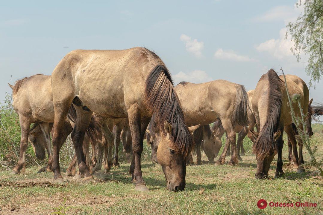 На остров в Одесской области завезли табун диких лошадей из Латвии (видео)