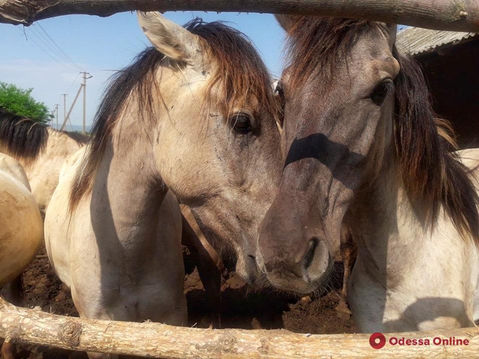 На остров в Одесской области завезли табун диких лошадей из Латвии (видео)