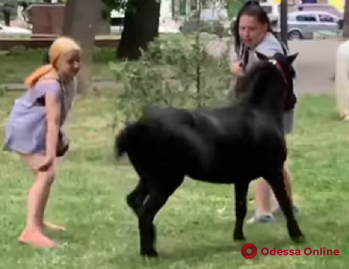 Жестокий бизнес: в центре Одессы девочки-прокатчицы издевались над пони (видео)