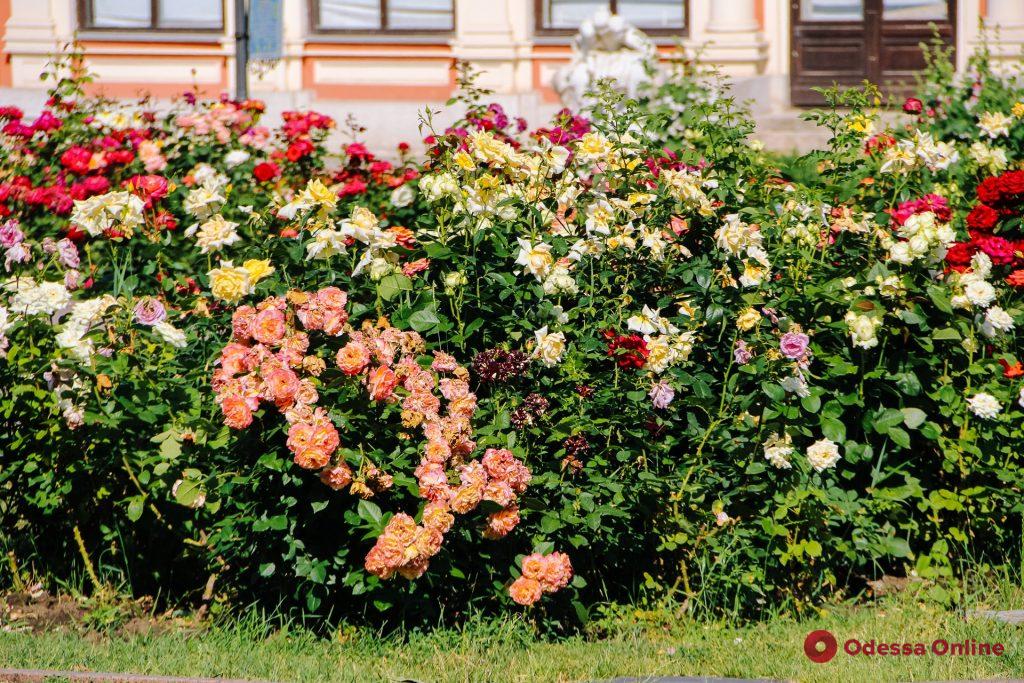 Одесса пестрит и благоухает от разнообразия цветов (фоторепортаж)
