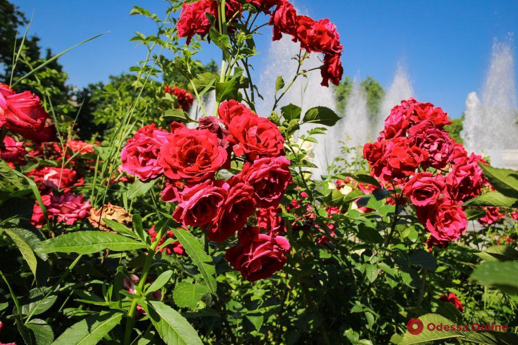 Одесса пестрит и благоухает от разнообразия цветов (фоторепортаж)
