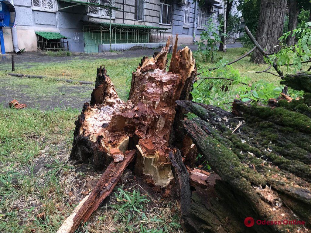 Последствия непогоды в Одессе: повалены шесть деревьев и большие ветки