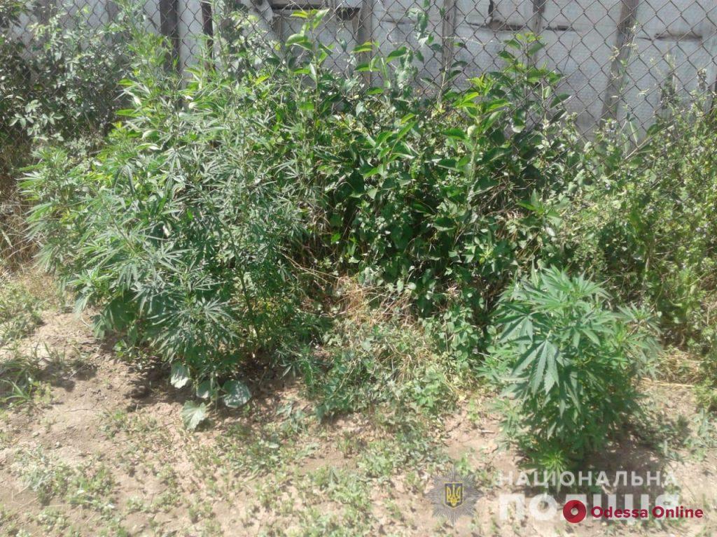В Одесской области наркоаграрий выращивал на огороде коноплю