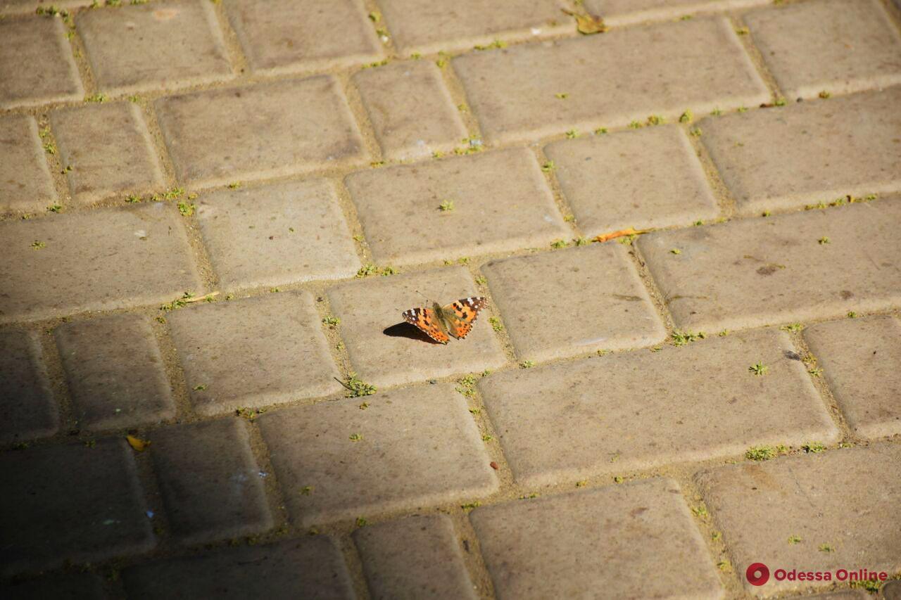 Лето в Летнем: бабочки облюбовали центр Одессы (фото)