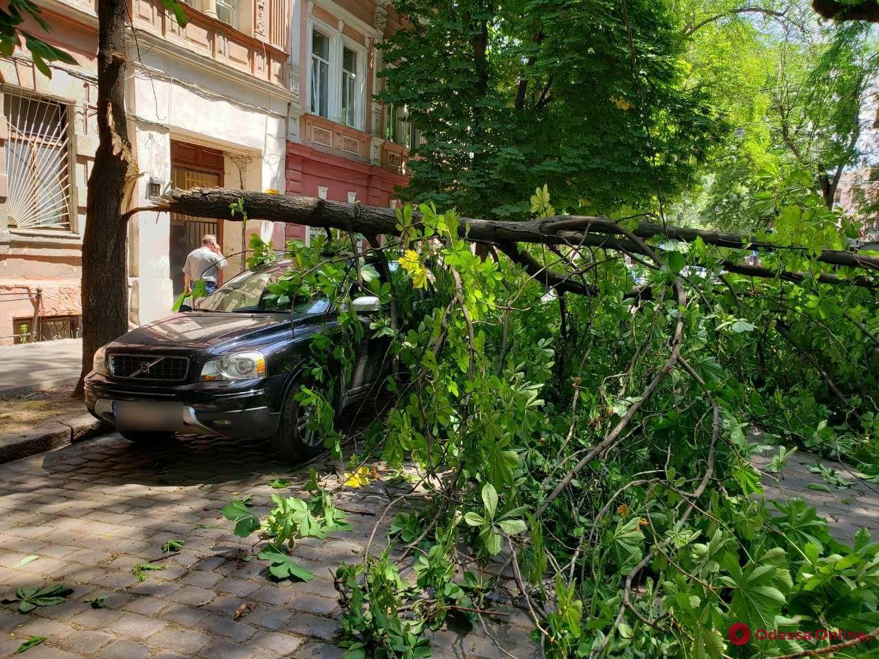 В центре Одессы крупная ветка упала на машины