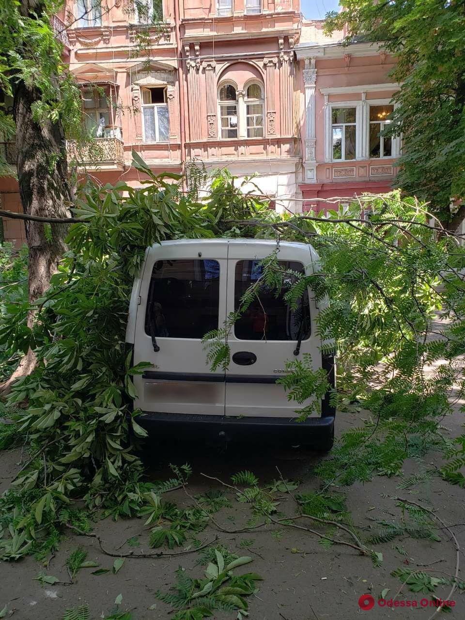 В центре Одессы крупная ветка упала на машины