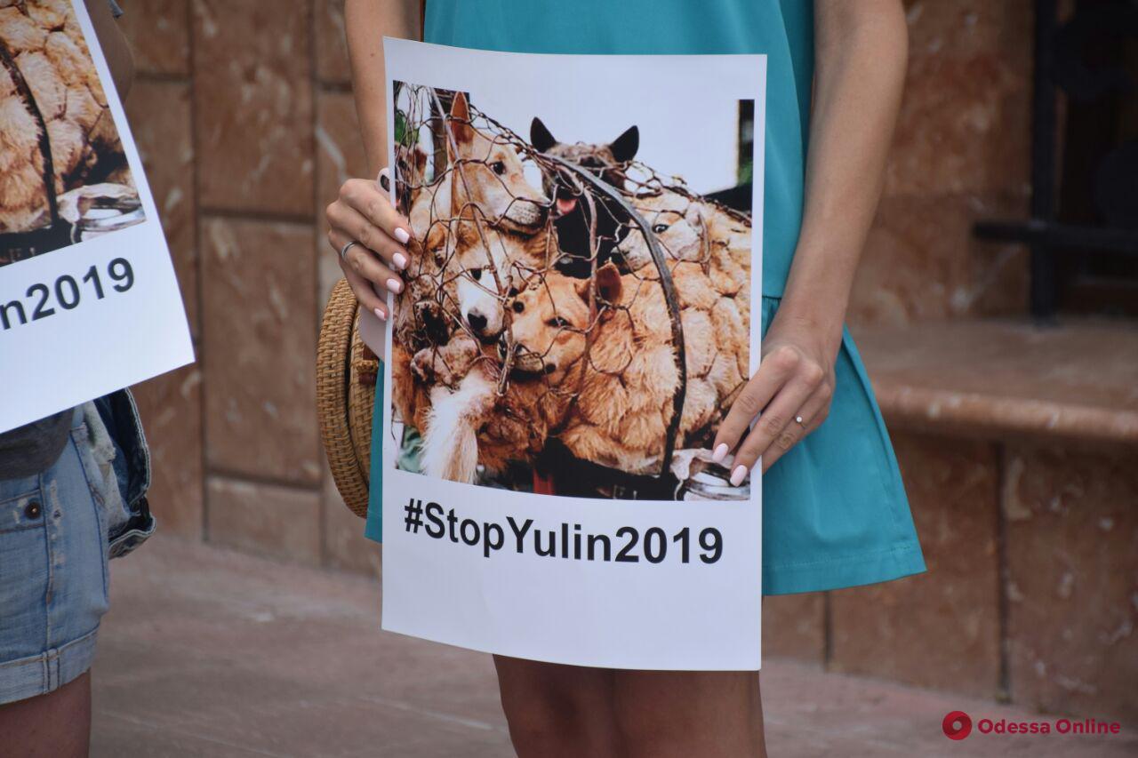 «Отрубают лапы и варят живьём» – одесситы присоединились к акции против фестиваля собачьего мяса в Китае
