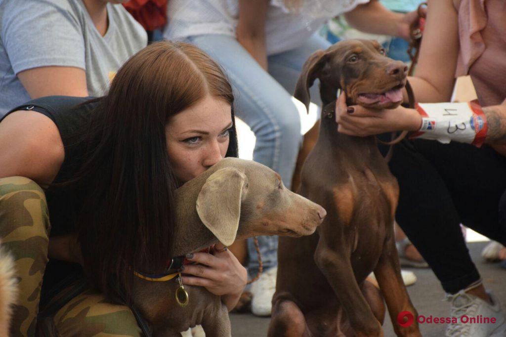 Выставка собак: в Одессу приехали более 200 четверолапых гостей со всей Украины