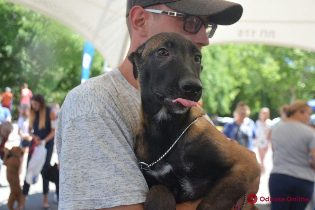 Выставка собак: в Одессу приехали более 200 четверолапых гостей со всей Украины