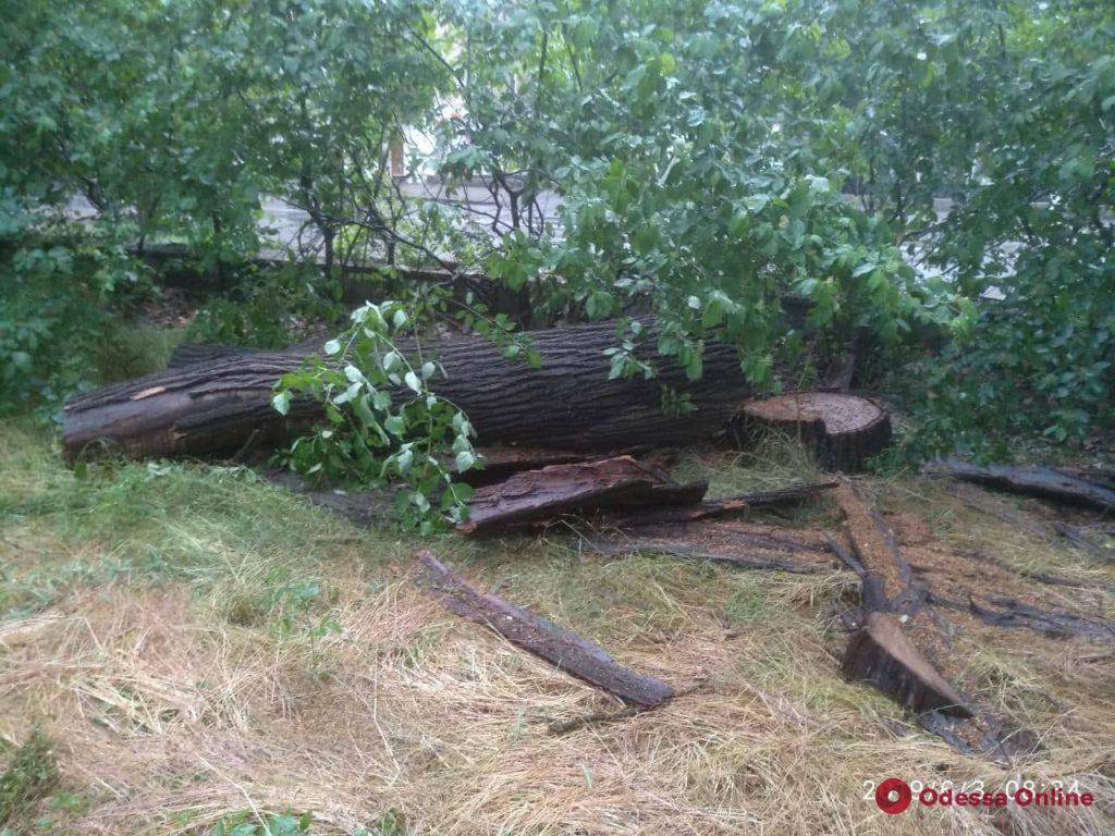 Последствия непогоды в Одессе: повалены шесть деревьев и большие ветки
