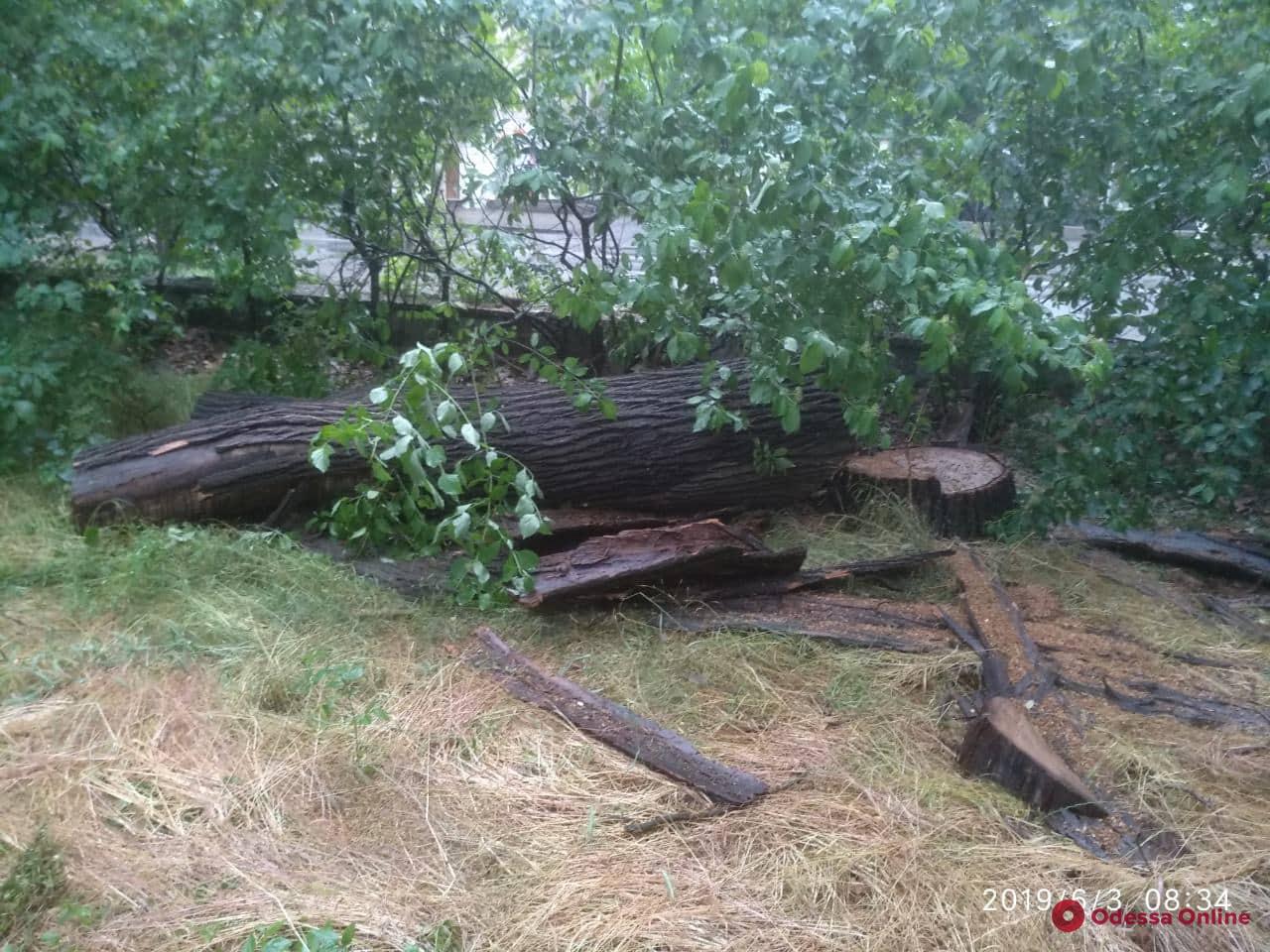 Дереву никто не. Поваленные дача. Сломанные деревья после плохой погоды.