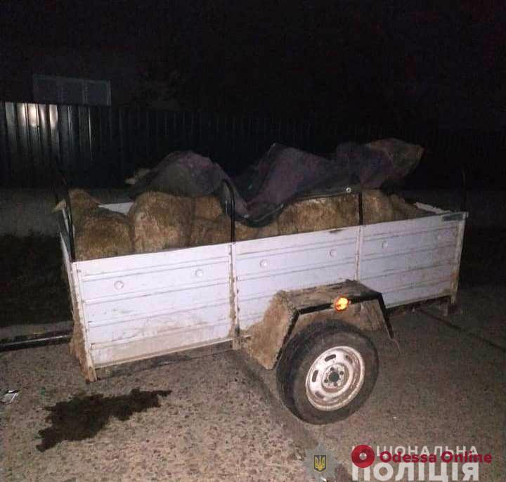 На юге Одесской области у фермера украли отару овец