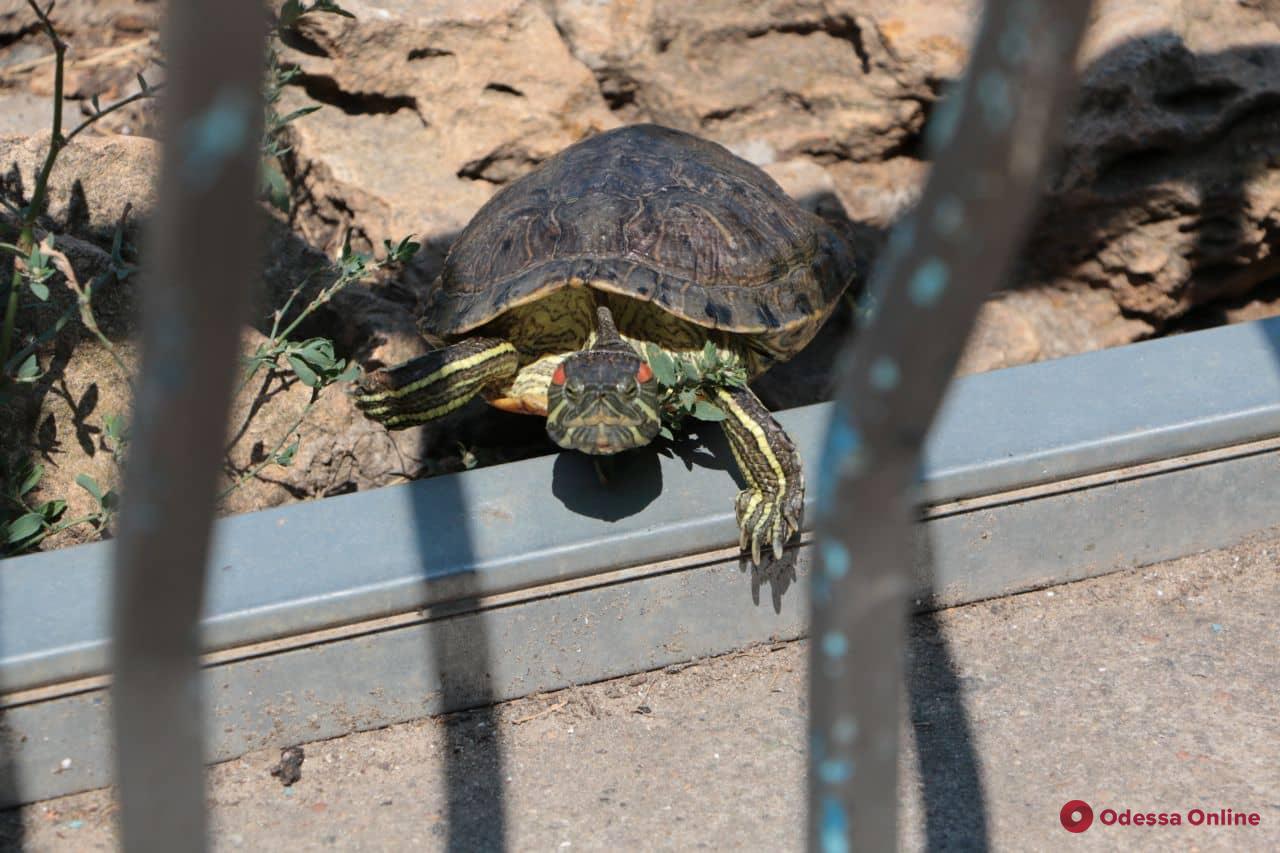 По парку Победы «разгуливают» черепахи (фото)