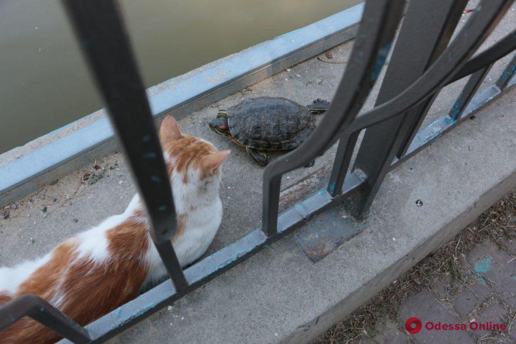 По парку Победы «разгуливают» черепахи (фото)