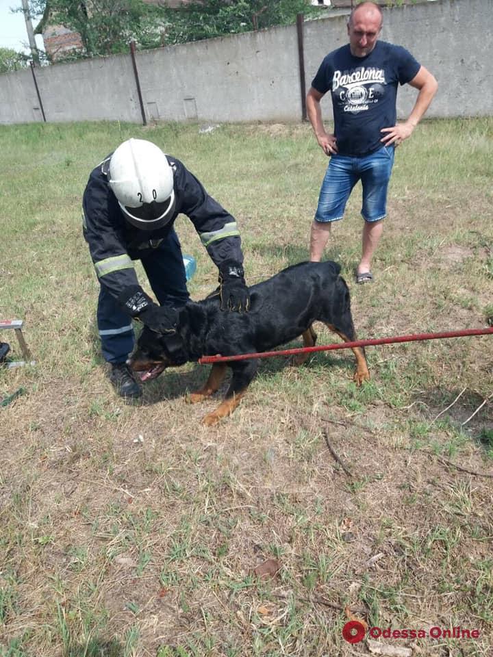 В Одесской области четверо спасателей доставали собаку из колодца