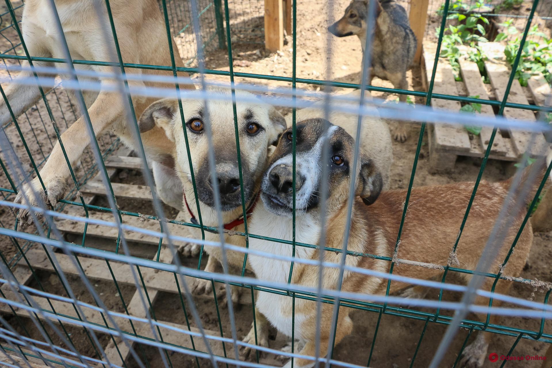«Мои живые собаки»: о тех, кто возвращает животным доверие к людям