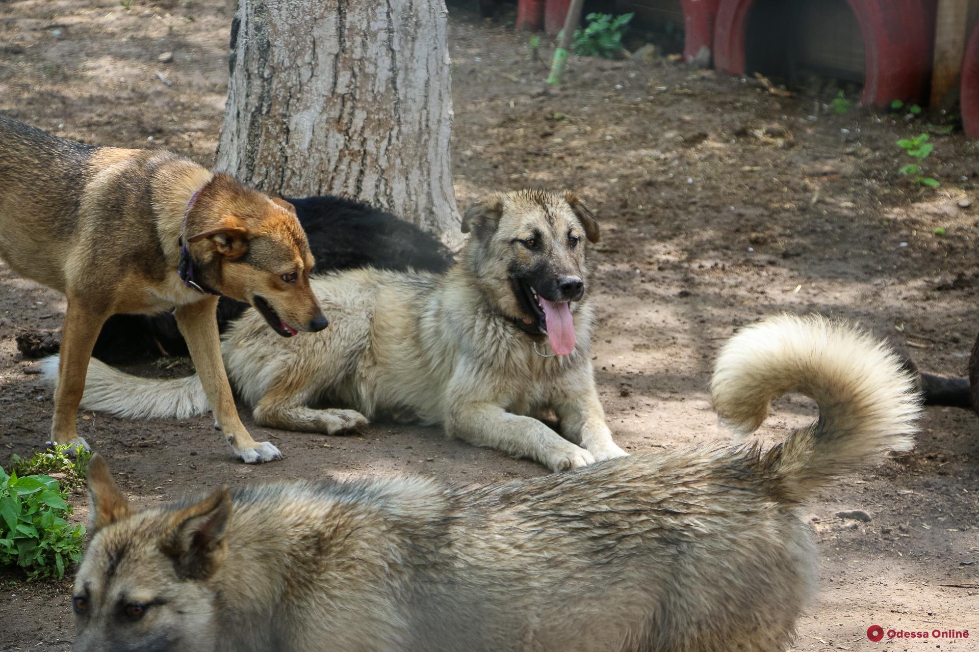 «Мои живые собаки»: о тех, кто возвращает животным доверие к людям