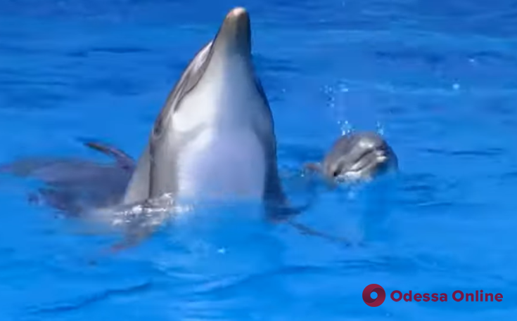В одесском дельфинарии родился детеныш