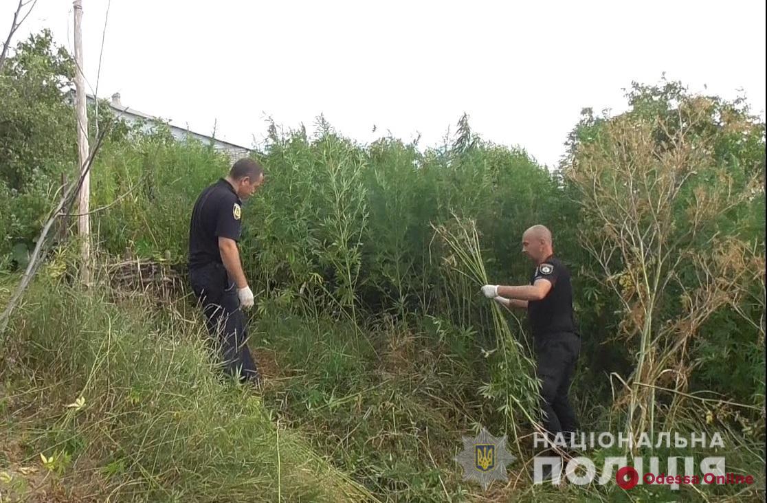 В Одесской области «взяли» с поличным очередного наркоплантатора