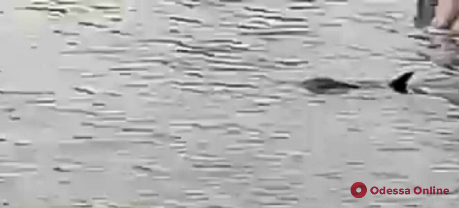 На одесский пляж приплыл дельфин (видео)