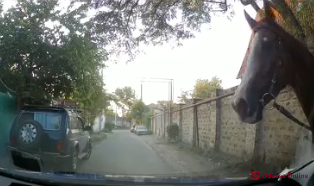 Одесские патрульные поймали сбежавшего с ипподрома коня (видео)