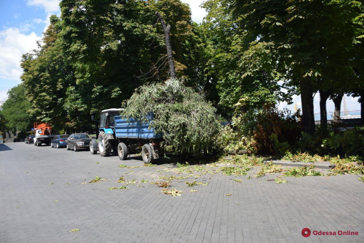 В Одессе большая ветка упала на «Порш»