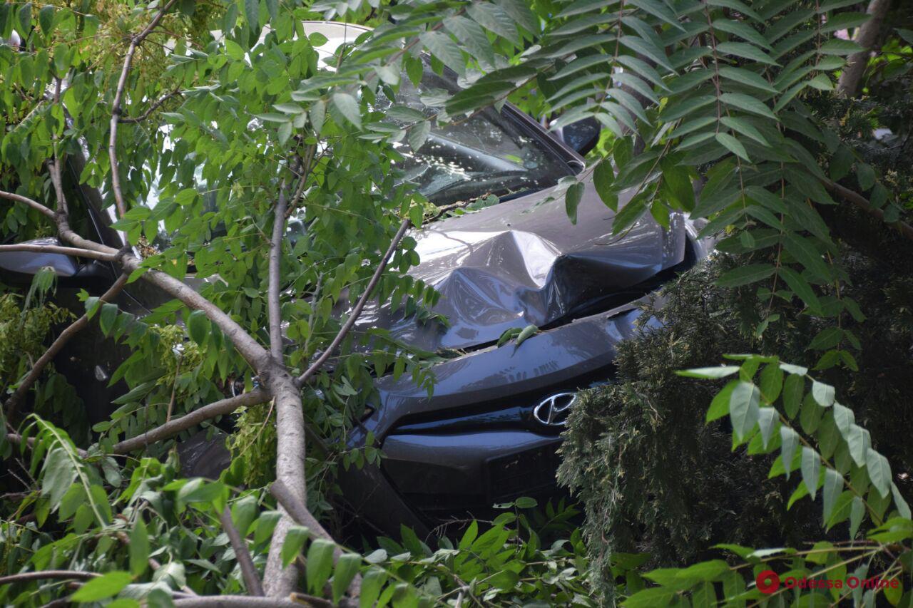 На Черемушках автомобиль врезался в дерево (фото)