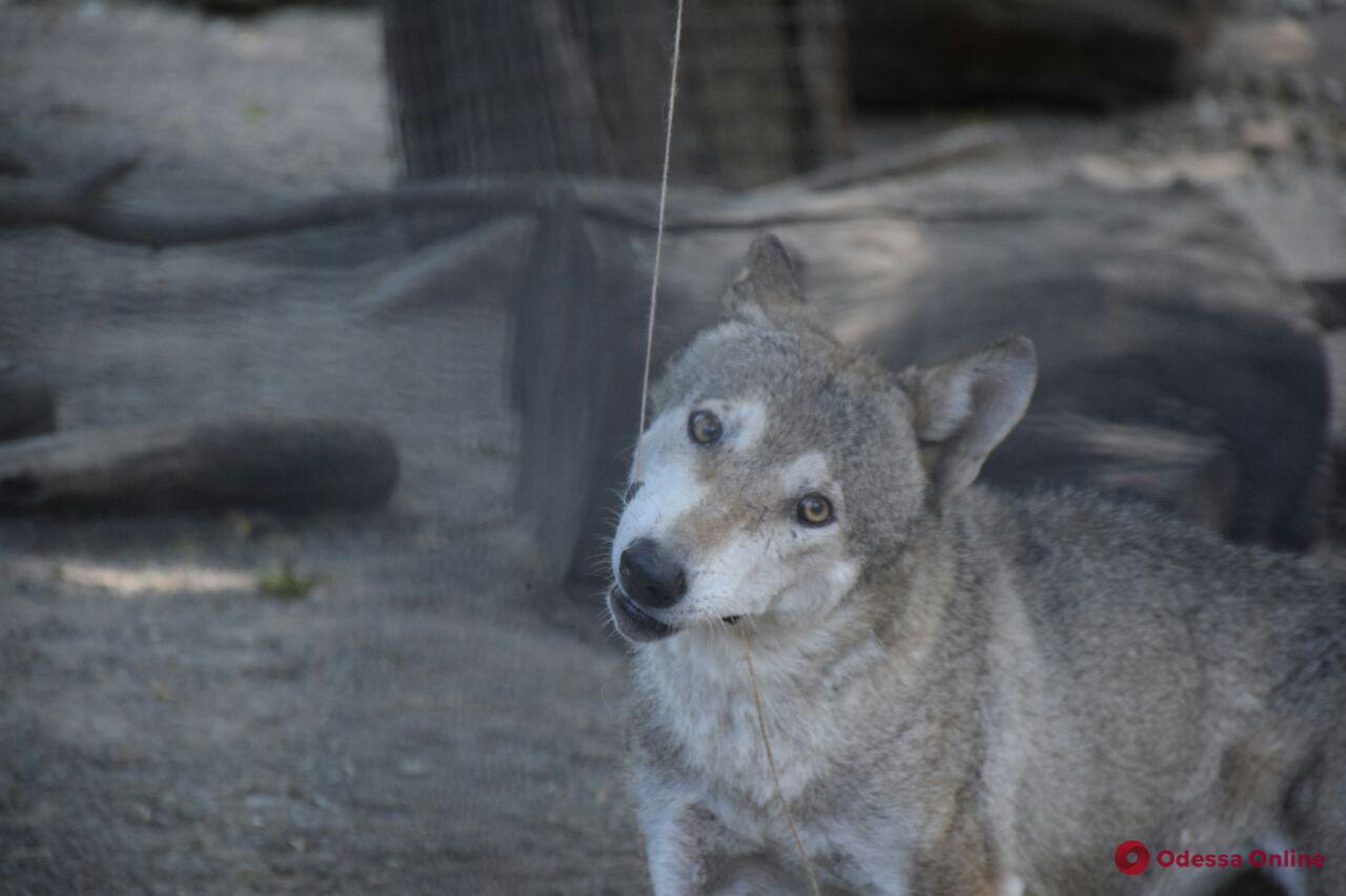 В Одесском зоопарке водили хороводы и кормили волков (фото, видео)