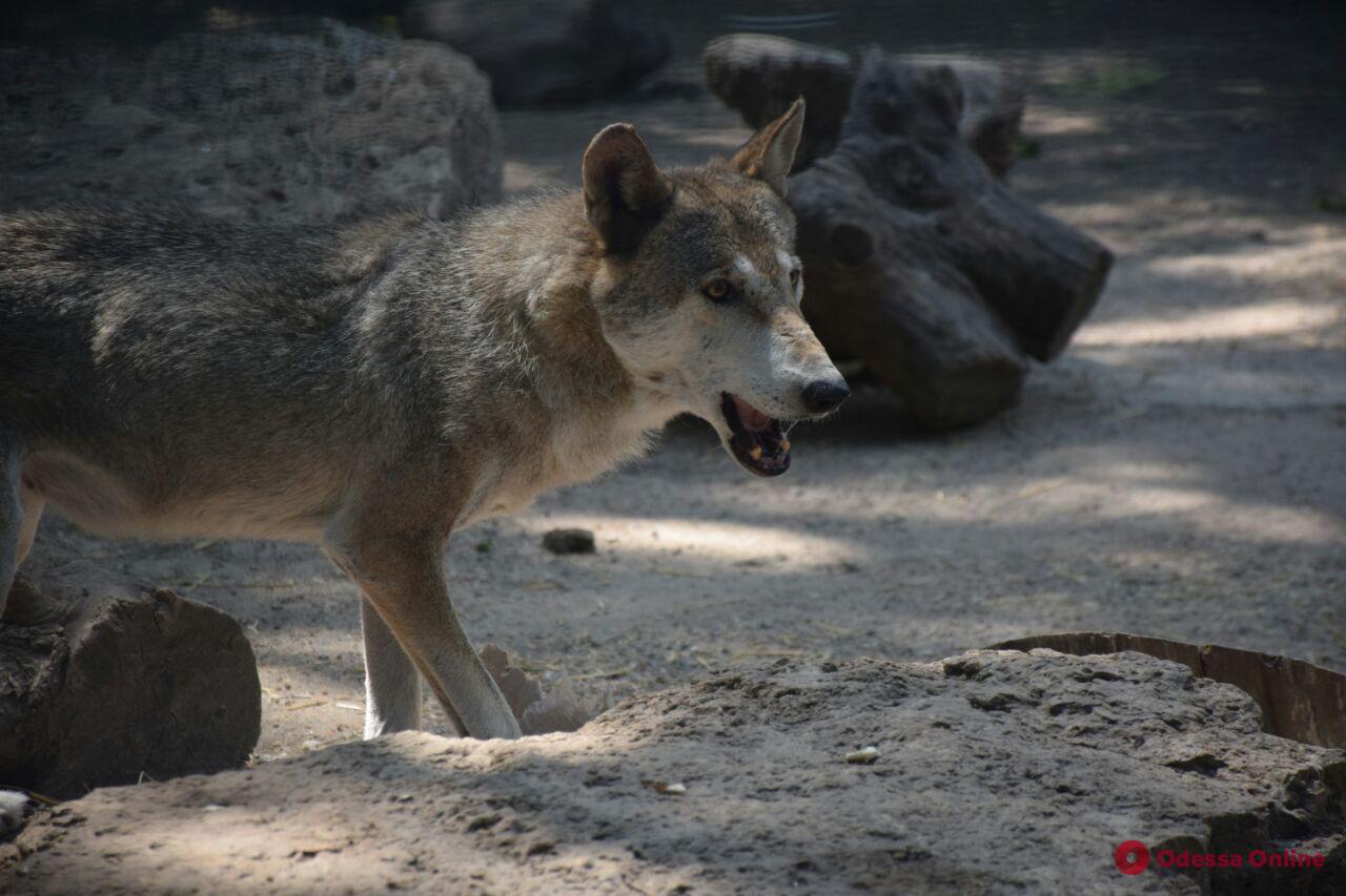 В Одесском зоопарке водили хороводы и кормили волков (фото, видео)