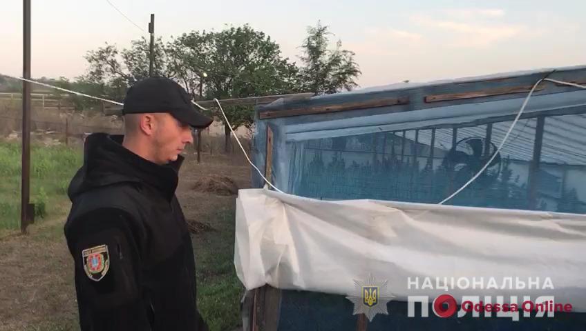 Во дворе дачного дома в Одесской области обнаружили плантацию конопли