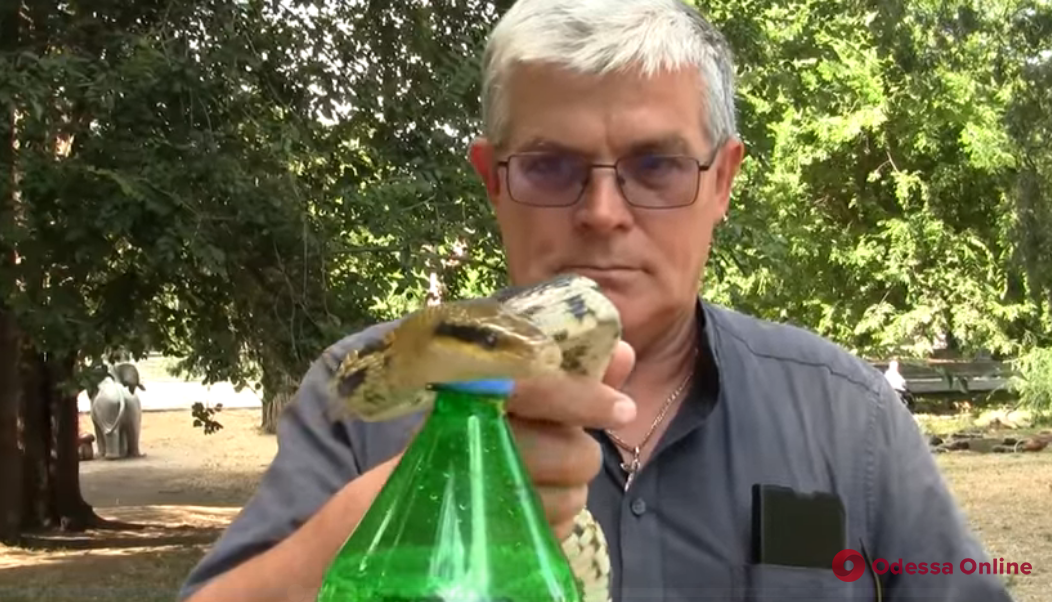Змея из Одесского зоопарка присоединилась к популярному челленджу (видео)